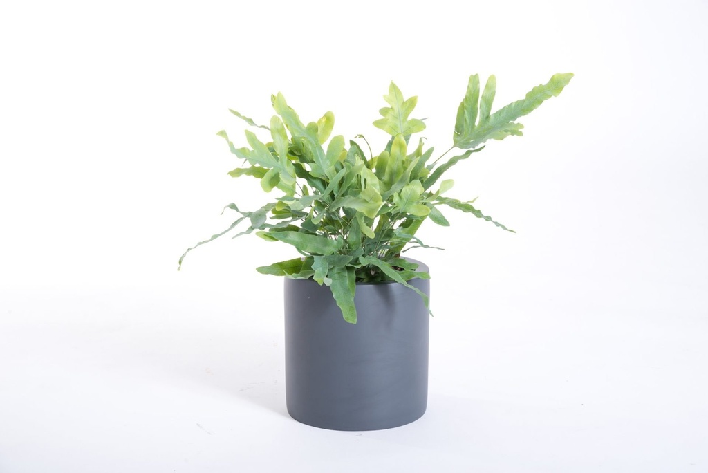 WooCommerce Gallery 6 (babc59b0)